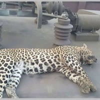 Leopard found dead on goods train in Chandrapur