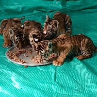 Attempt to reunite 4 tiger cubs with mother fails in Andhra forest