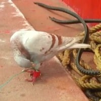 Suspected Spy Pigeon With Devices Fitted On Leg Caught Off Odisha Coast