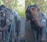 Video of Elephant taking bath using a pipe goes viral on social media