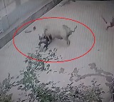 Pig attacks kid playing outside house in Maharashtra 