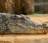 Huge Crocodile in Paddy Farm In Wanaparthy District