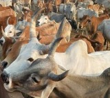 14 cows killed in Telangana road accident