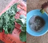 Man Dips Leafy Veggies In Chemical Solution Watch What Happens Next