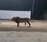 Viral video from Gujarat shows a pack of dogs chasing away a lion