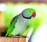 Police busted woman murder case with a Parrot help 