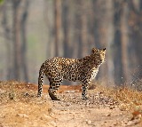 Leopard spotted at Tirumala ghat road 