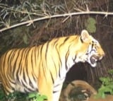 3 women killed in tiger attacks in separate incidents in UP forest