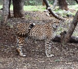 Cheetah gifted by Saudi Prince dies of heart attack at Hyderabad Zoo