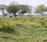 Crops over 3 lakh acres damaged in Andhra Pradesh