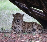 Last Cheetah in Hyderabad Zoo died 