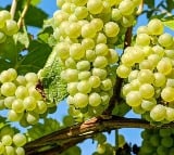 Grapes are the best fruit as per Ayurveda here are its benefits