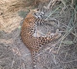 Leopard found dead in dumping yard in Telangana