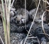 After seven and half decades Cheetahs born on Indian soil 