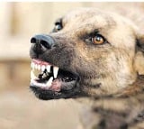 street dog attacked on siddipet additional collector