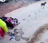 Chased by stray dogs woman rams scooter into car in Odisha
