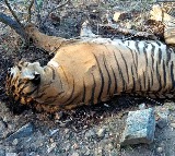 Royal Bengal Tiger dies at Hyderabad Zoo