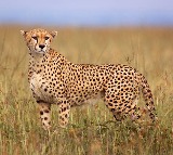 Cheetahs makes troubles for officials 