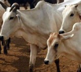 Cow urine unfit for human consumption Says IVRI Study
