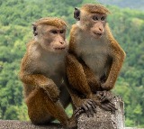 Sri Lanka Considers Exporting 1 lakh  Endangered Monkeys To China