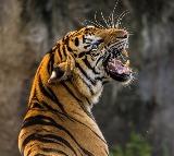 Curfew in 25 Uttarakhand villages after tiger kills two in three days span
