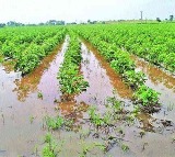 Unseasonal rains again damage crops in Telangana