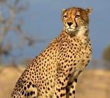 Second cheetah death at MP's Kuno within month raises questions over officials' efficiency