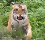Angry Tiger Threatens Tourists Who Went On A Safari Ride