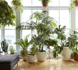 Did You Know Of These 5 Surprising Health Benefits Of Houseplants