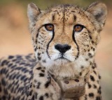 Cheetah Deaths Were Expected In Risky Relocation To India says South Africa 