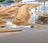 Farmers Suffers Unseasonal Rains Damage Crops in Telangana