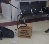 Snakes Slither Out Of Womans Luggage At Chennai Airport