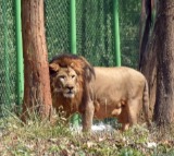 Palestinian boy mauled to death by lion in Gaza zoo