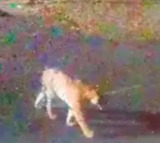 Tiger strays into Army War College campus in Mhow