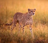 Another Cheetah from South Africa died 