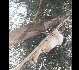Minister Errabelli climb a tree and bring down Toddy pot