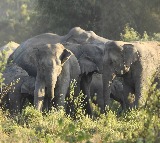Two trampled to death by elephants in Andhra's Chittoor