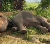 Four elephants electrocuted in Andhra Pradesh's Parvatipuram