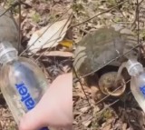 Turtle attacks woman while she feeds water to it