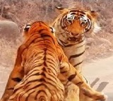 Tigress Tries To Steal Tigers Food And It Didnt End As Expected