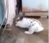 Video of rabbit saving cat goes viral