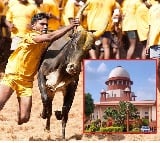 sc upholds validity of tamil nadu law allowing bull taming sport jallikattu