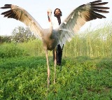 Arif's Sarus being trained for life in the wild
