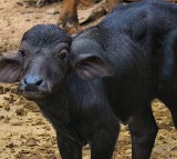 Panic in Telangana village after calf dies of rabies