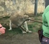 This video showcases the strength of a lioness 
