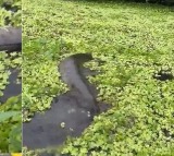 a giant snake like anaconda came out from the side of the boat video gone viral