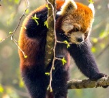 Kiren Rijiju post about red pandas found in Arunachal Pradesh has a deep message vedio