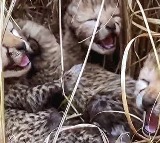 Two More Cheetah Cubs Died at Kuno Park