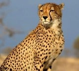 Few cheetahs from Kuno to be moved to Gandhi Sagar Wildlife Sanctuary by Nov