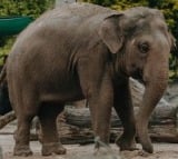 TN forest dept captures rogue elephant 'Arikomban'